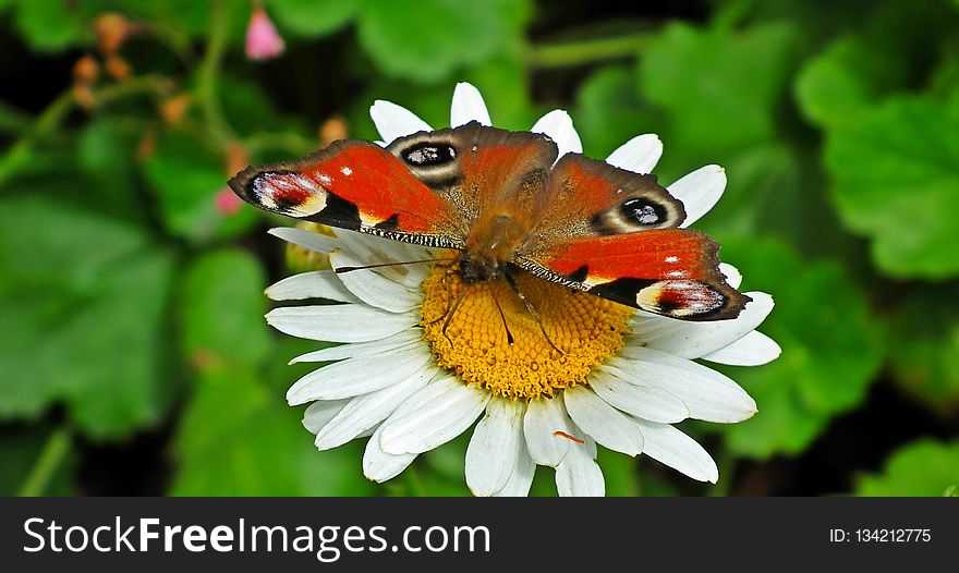 Butterfly, Insect, Moths And Butterflies, Flower