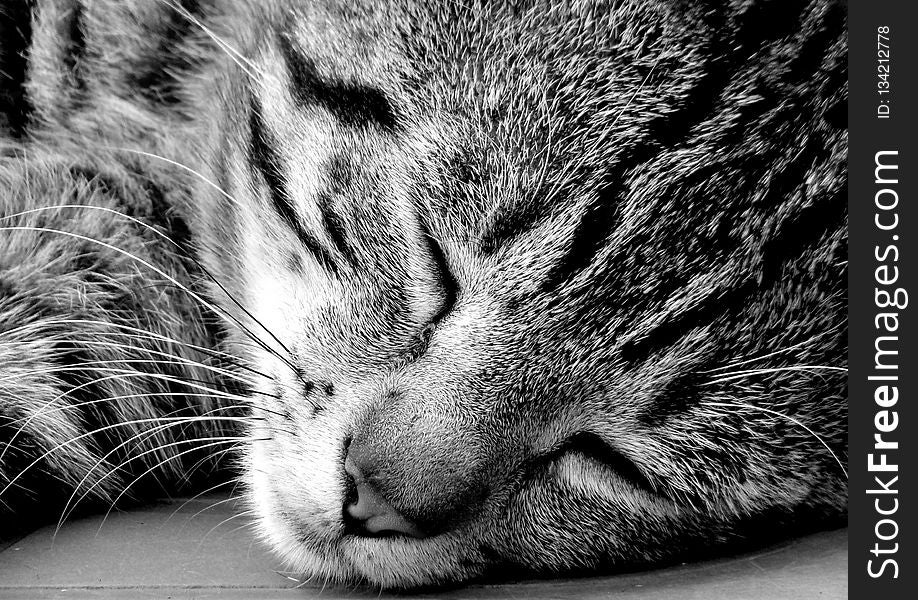 Cat, Whiskers, Black, Black And White