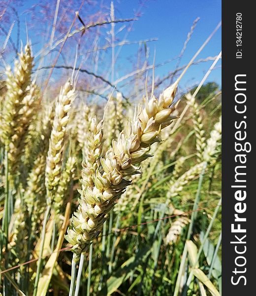 Food Grain, Grass Family, Wheat, Plant