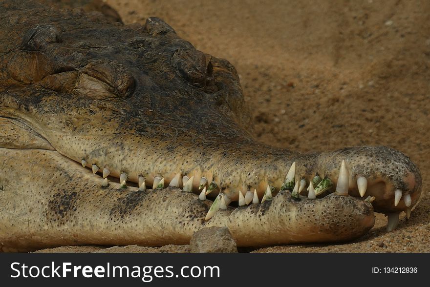 Crocodilia, Crocodile, Reptile, Terrestrial Animal