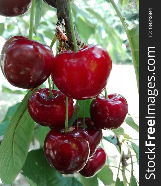 Cherry, Natural Foods, Fruit, Produce