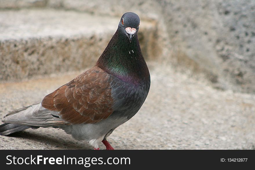 Bird, Pigeons And Doves, Beak, Fauna