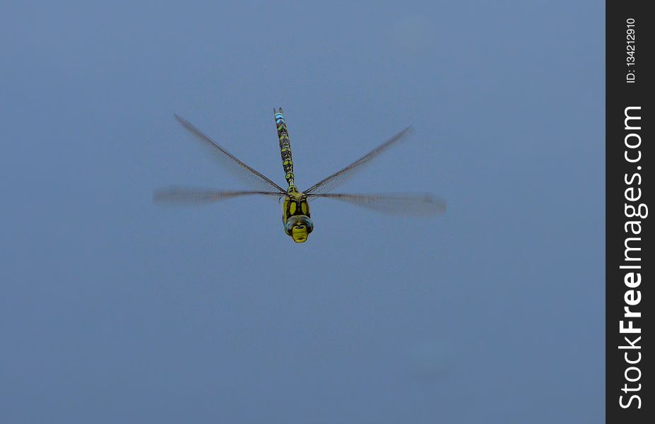Rotorcraft, Flight, Helicopter, Dragonfly
