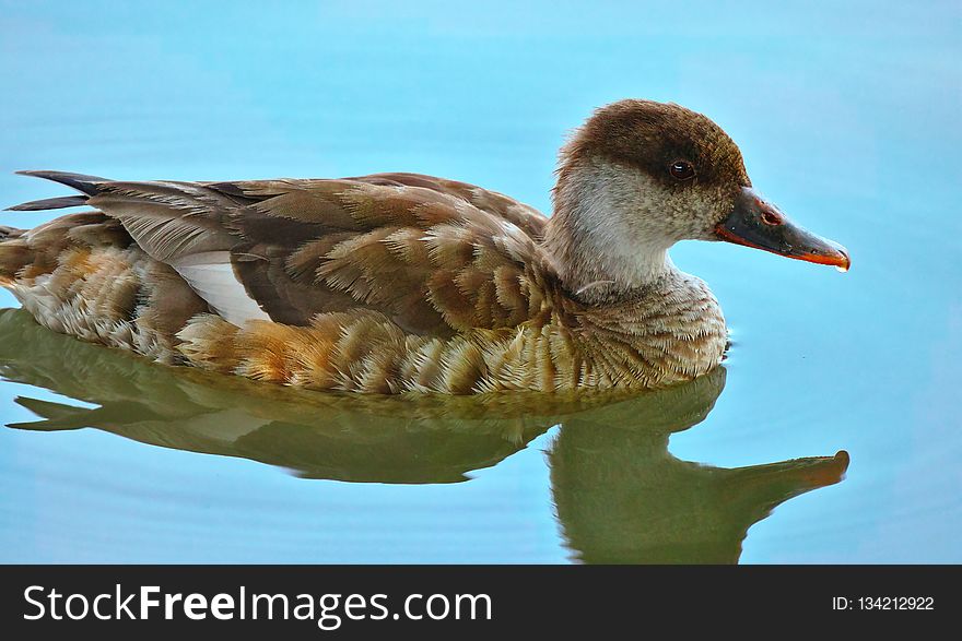 Bird, Duck, Fauna, Water Bird