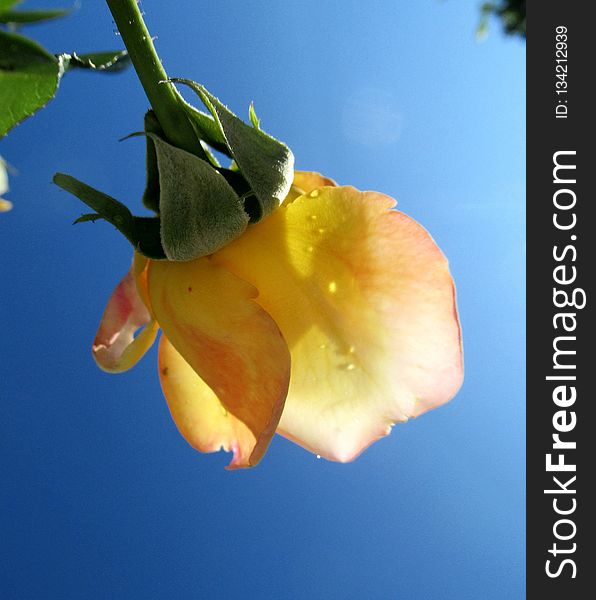 Yellow, Flower, Flora, Close Up