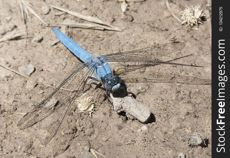 Insect, Invertebrate, Fauna, Dragonflies And Damseflies