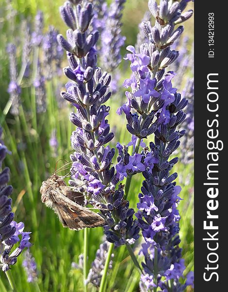 Plant, English Lavender, Lavender, French Lavender