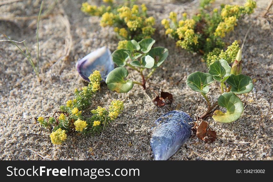 Plant, Flora, Herb, Flower