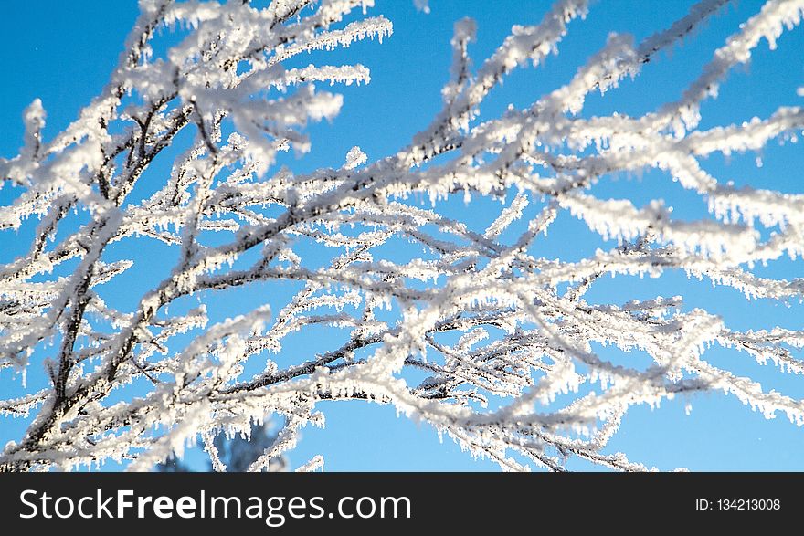 Sky, Branch, Frost, Winter