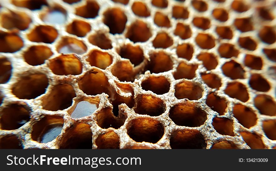 Honeycomb, Honey Bee, Membrane Winged Insect, Bee