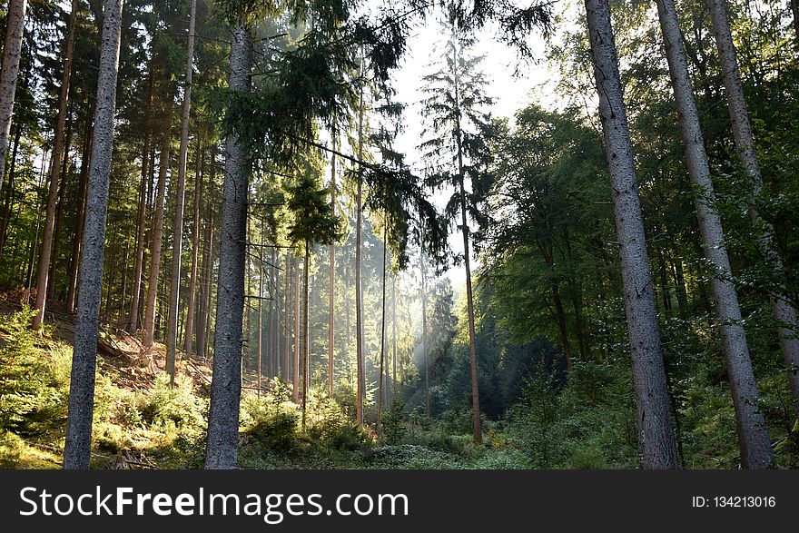 Ecosystem, Nature, Forest, Woodland