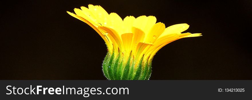 Flower, Yellow, Close Up, Flora