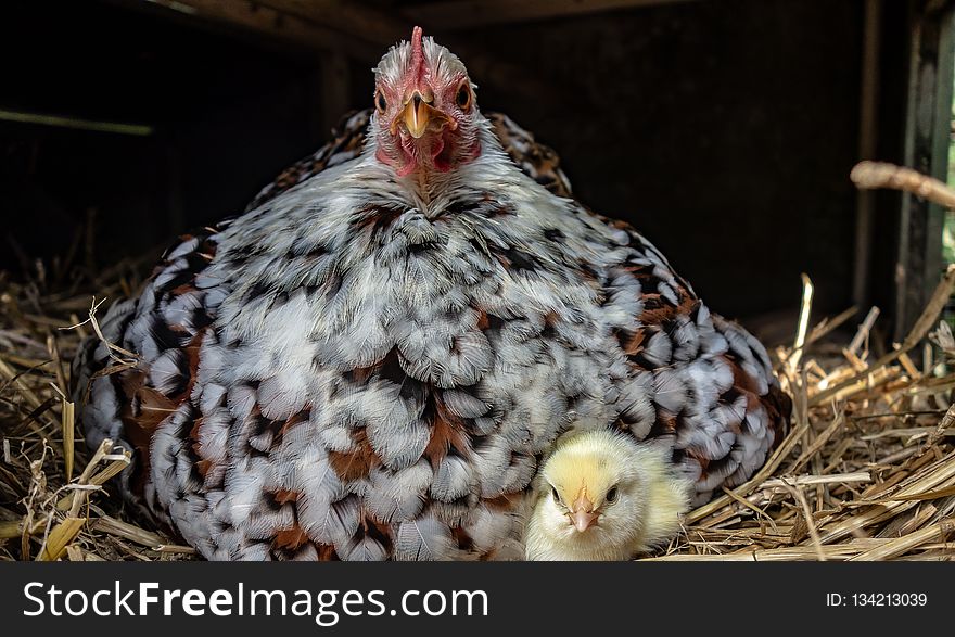 Chicken, Bird, Galliformes, Beak