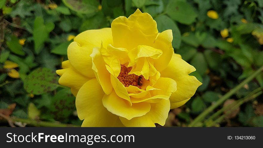 Flower, Yellow, Rose Family, Flora