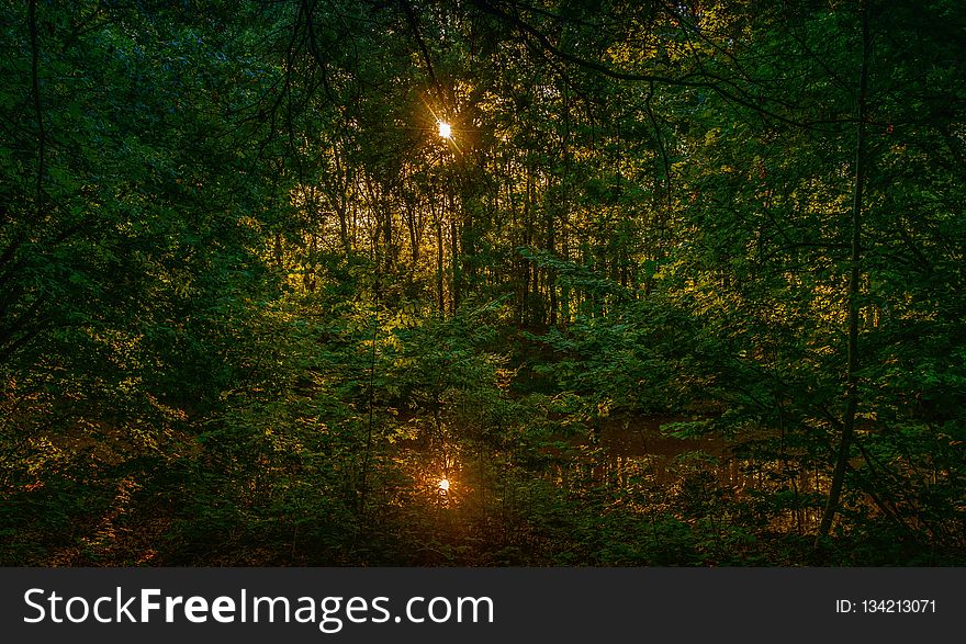 Forest, Nature, Ecosystem, Woodland