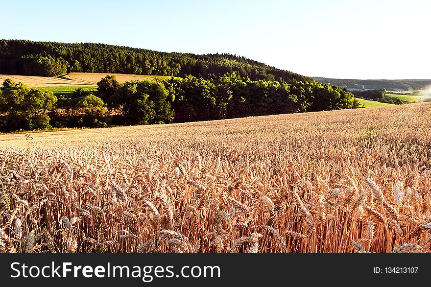 Crop, Field, Grass Family, Agriculture