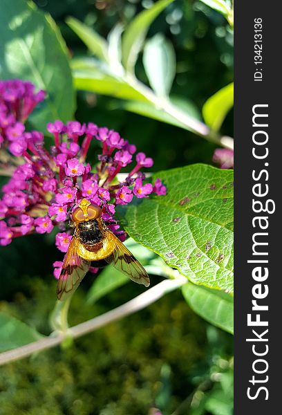 Bee, Flora, Nectar, Insect