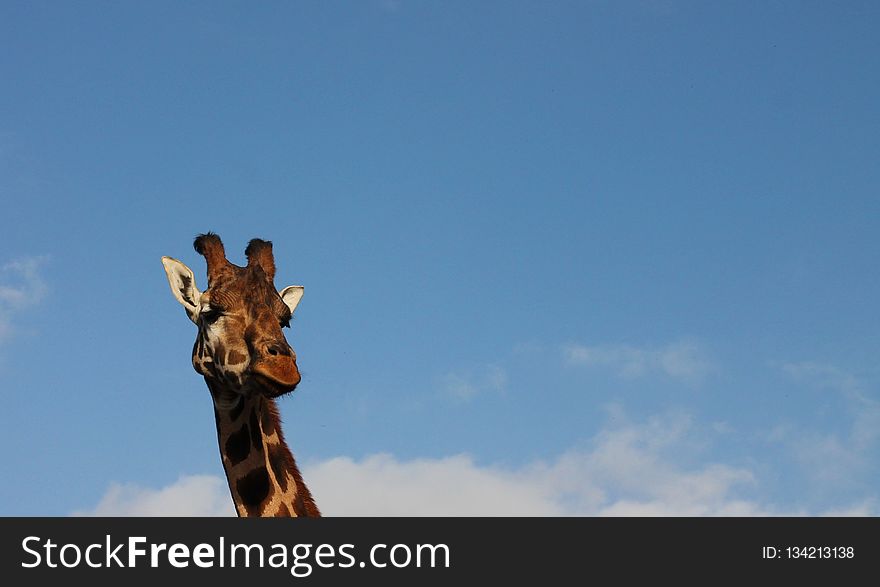 Giraffe, Giraffidae, Sky, Mammal