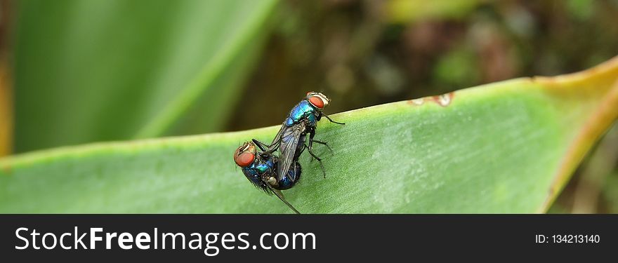 Insect, Macro Photography, Pest, Fly