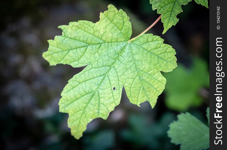Leaf, Grape Leaves, Grapevine Family, Plant Pathology
