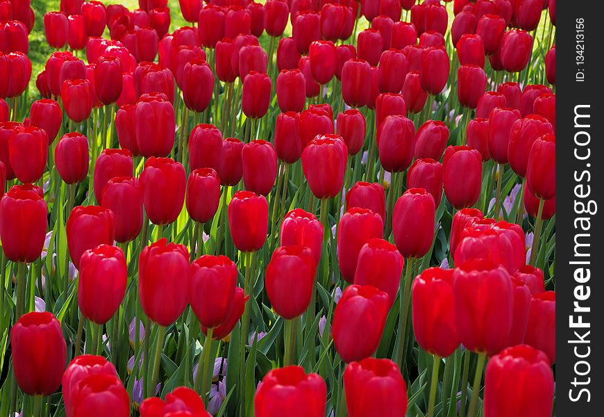 Flower, Red, Plant, Flowering Plant