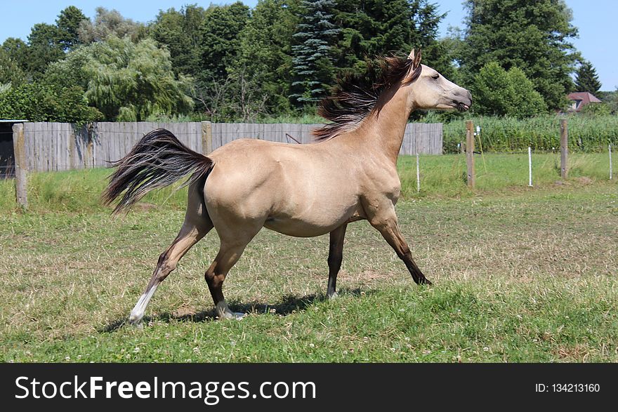 Horse, Mare, Pasture, Ecosystem