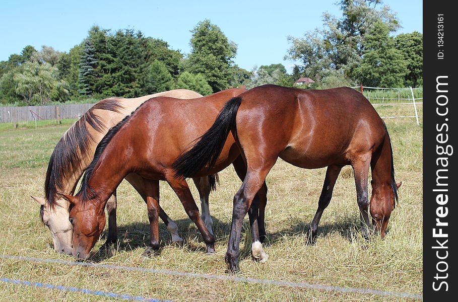 Horse, Pasture, Mare, Ecosystem