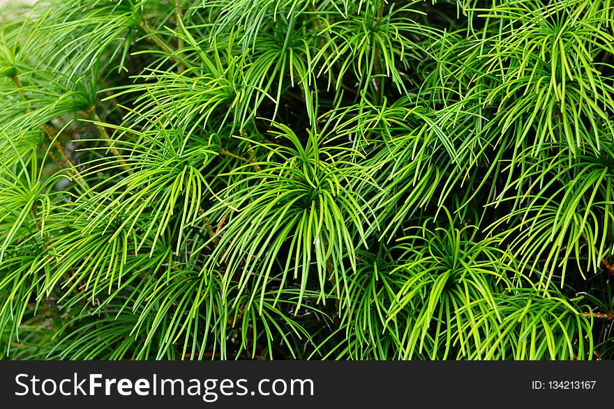 Plant, Vegetation, Ecosystem, Grass