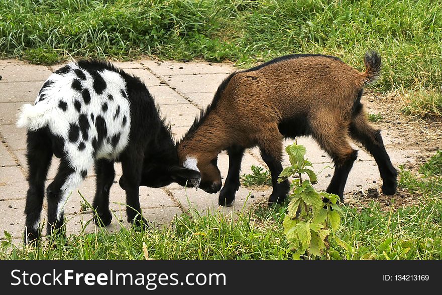 Goats, Goat, Pasture, Grazing