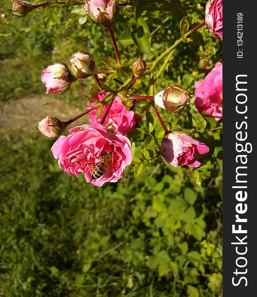 Flower, Plant, Rose Family, Flowering Plant