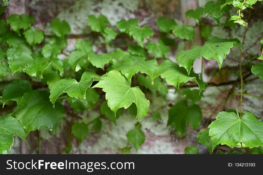 Leaf, Vegetation, Plant, Flora