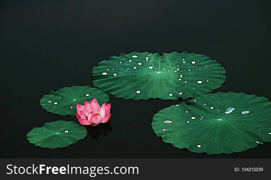 Green, Leaf, Flora, Flower