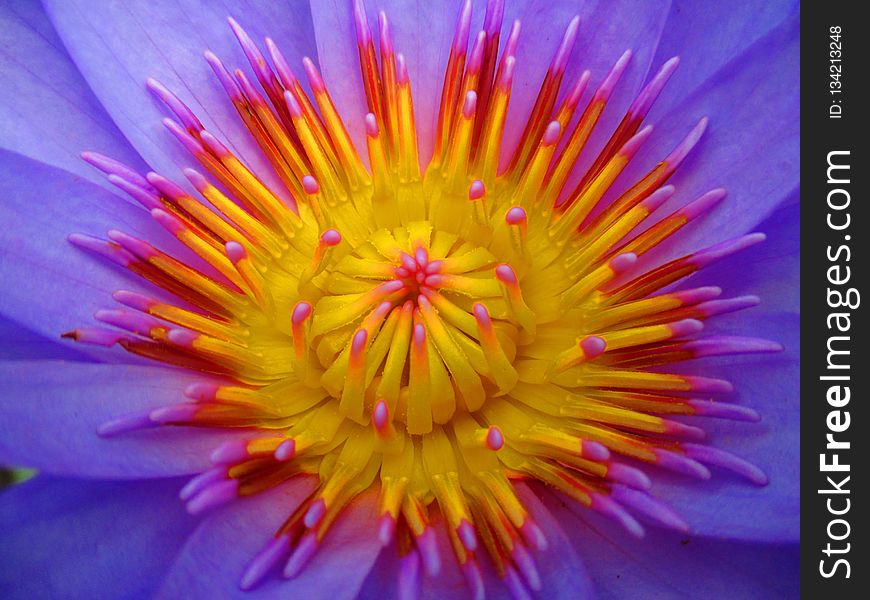 Flower, Yellow, Close Up, Aster