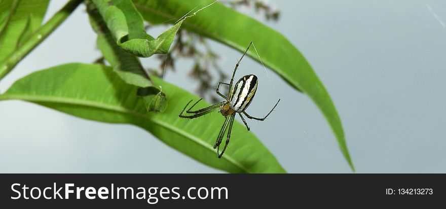 Insect, Spider, Arachnid, Invertebrate