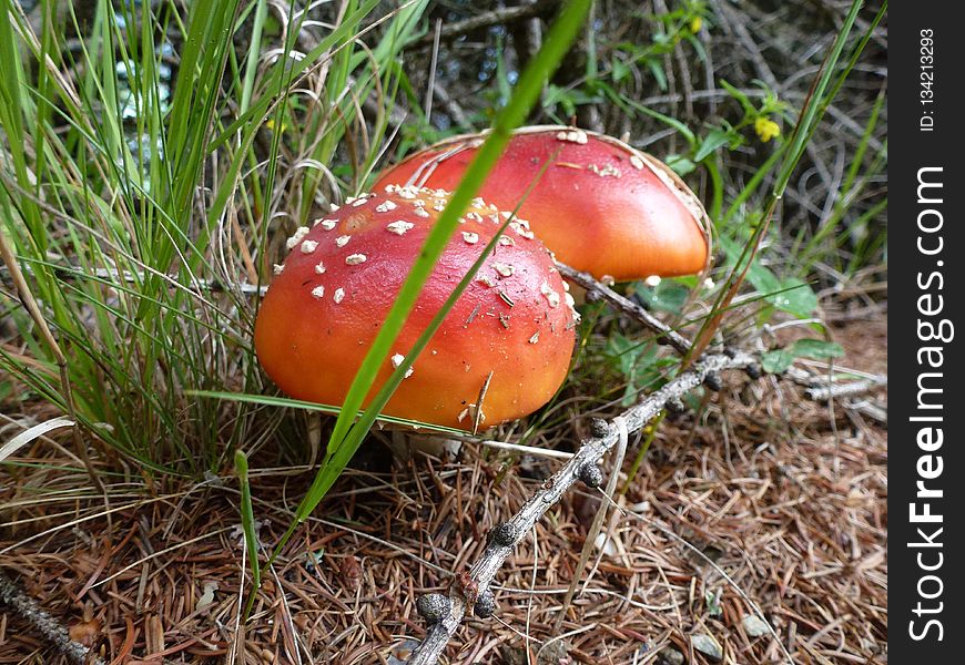 Mushroom, Fungus, Agaric, Penny Bun