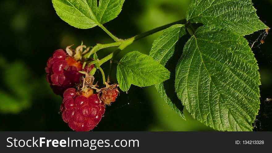Raspberry, Berry, Strawberries, Salmonberry