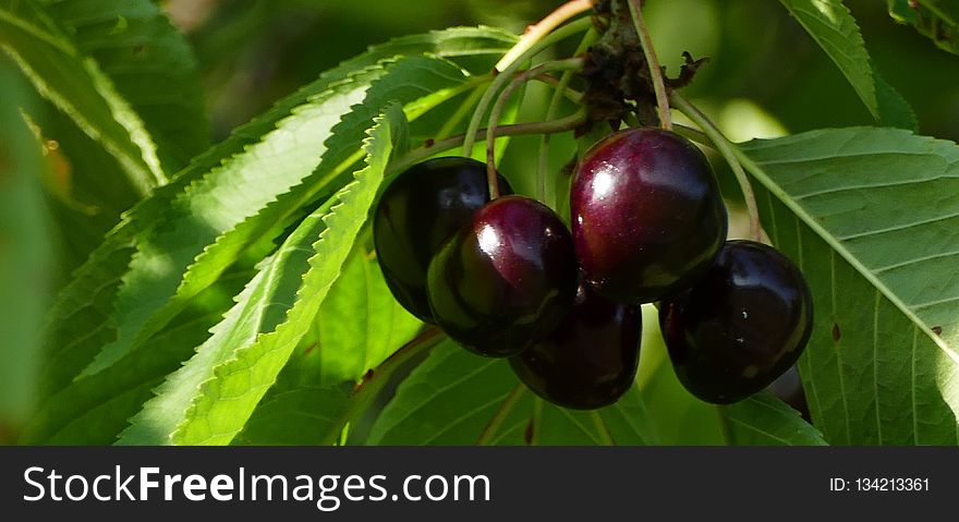 Cherry, Fruit, Plant, Natural Foods