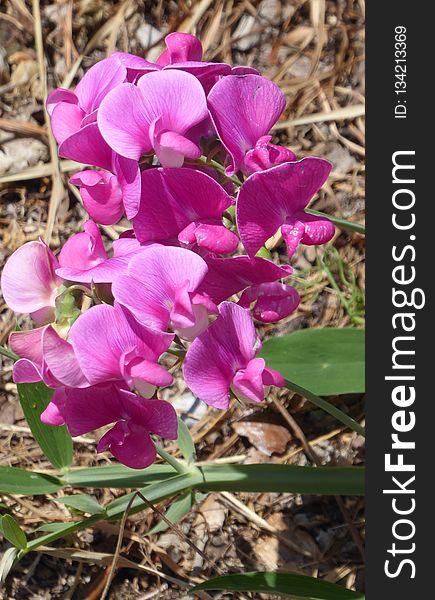 Flower, Plant, Flowering Plant, Everlasting Sweet Pea