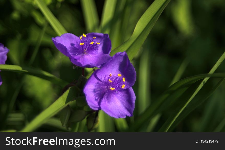Flower, Flora, Plant, Purple