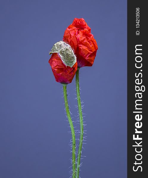 Flower, Red, Flowering Plant, Plant Stem