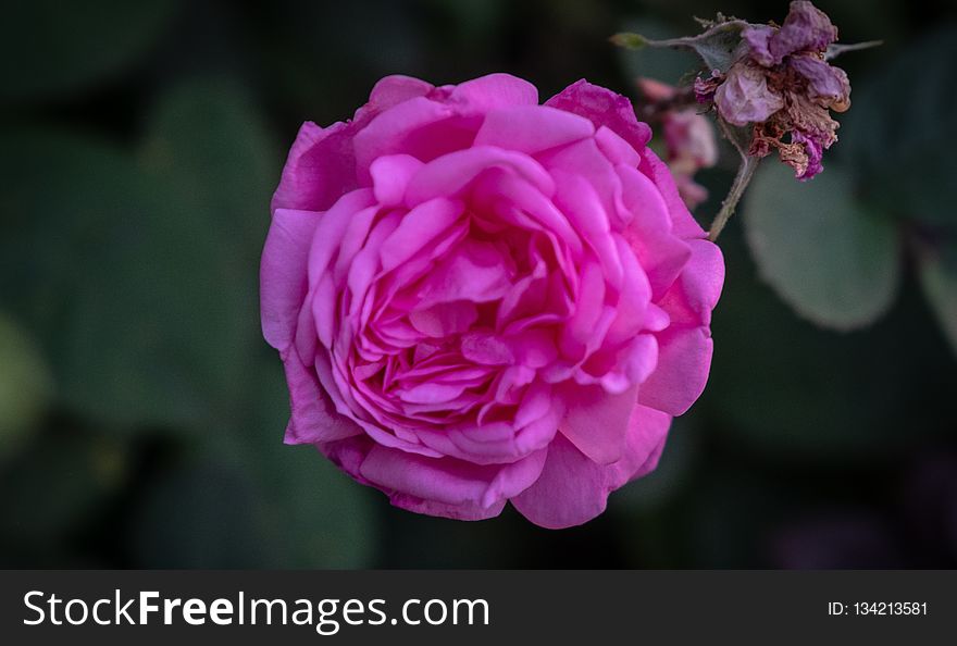 Flower, Rose, Rose Family, Pink