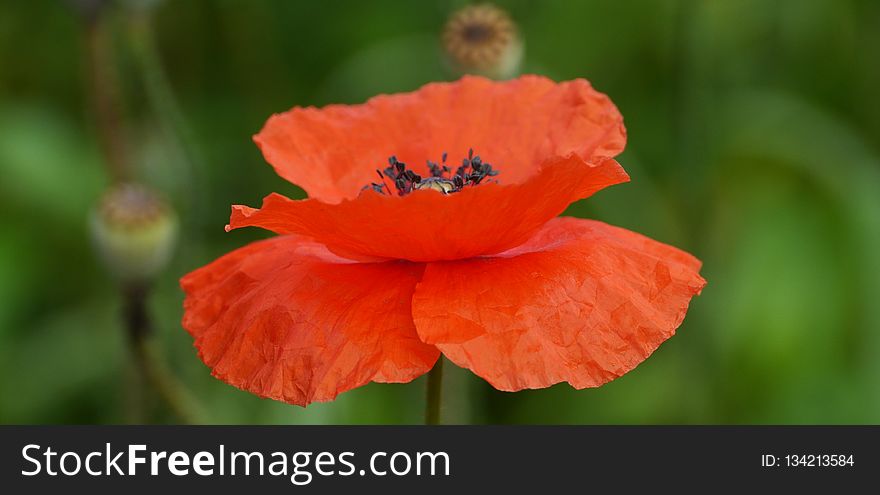 Flower, Poppy, Wildflower, Poppy Family