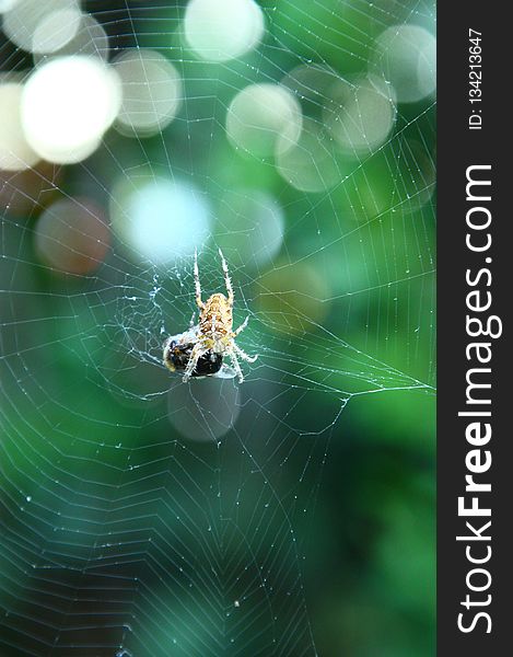 Spider Web, Green, Invertebrate, Spider