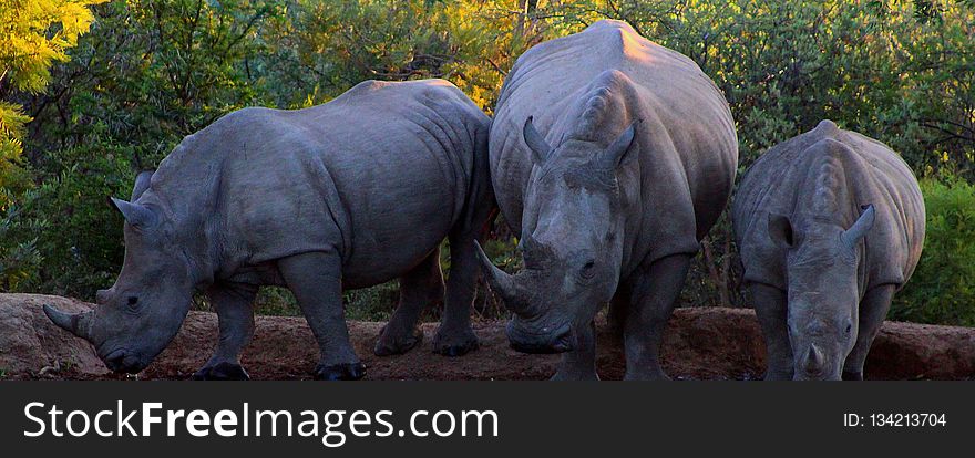 Wildlife, Rhinoceros, Mammal, Terrestrial Animal