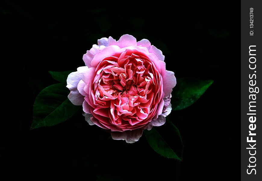 Flower, Rose, Pink, Rose Family