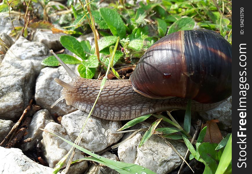 Snails And Slugs, Terrestrial Animal, Snail, Invertebrate