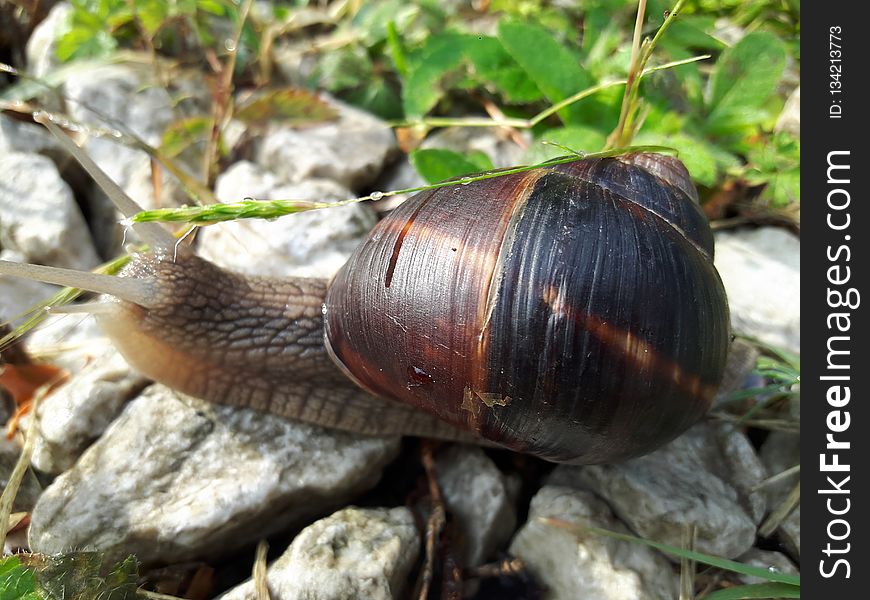 Snails And Slugs, Snail, Molluscs, Invertebrate