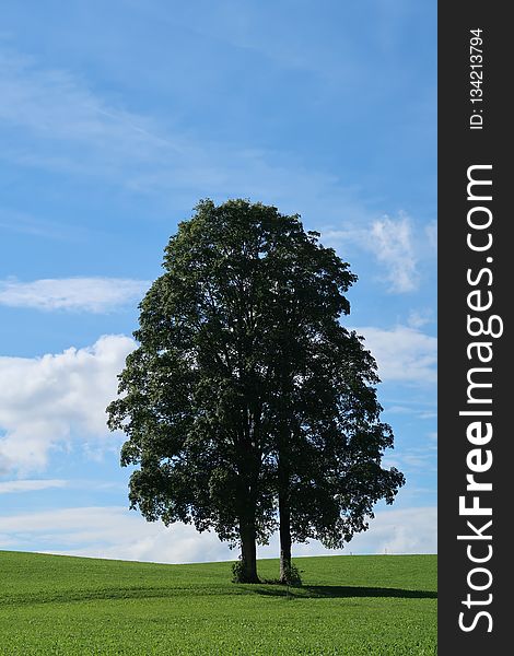 Tree, Sky, Woody Plant, Field