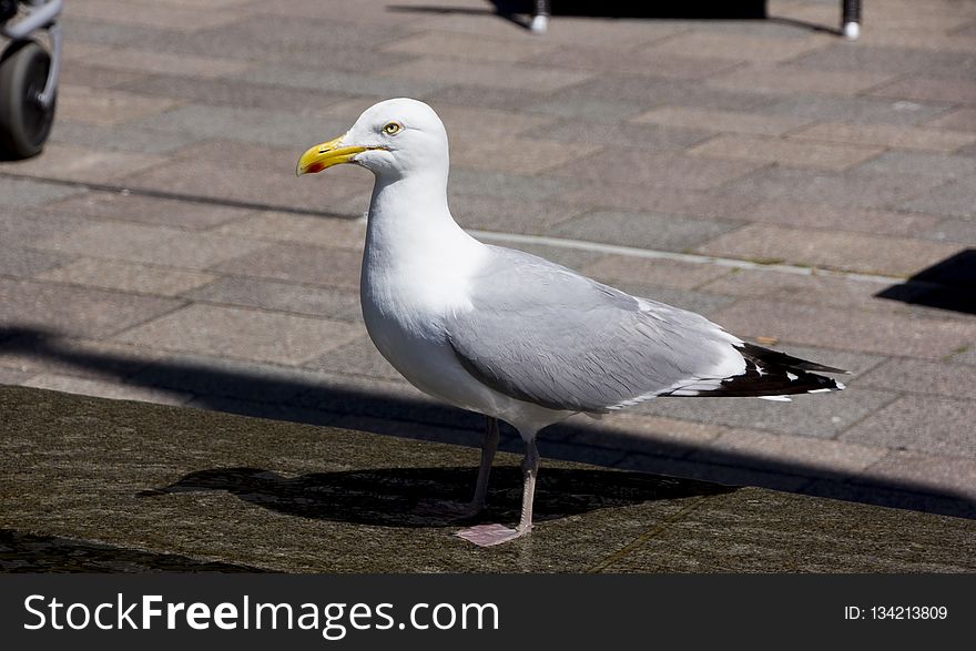 Bird, Gull, Seabird, European Herring Gull