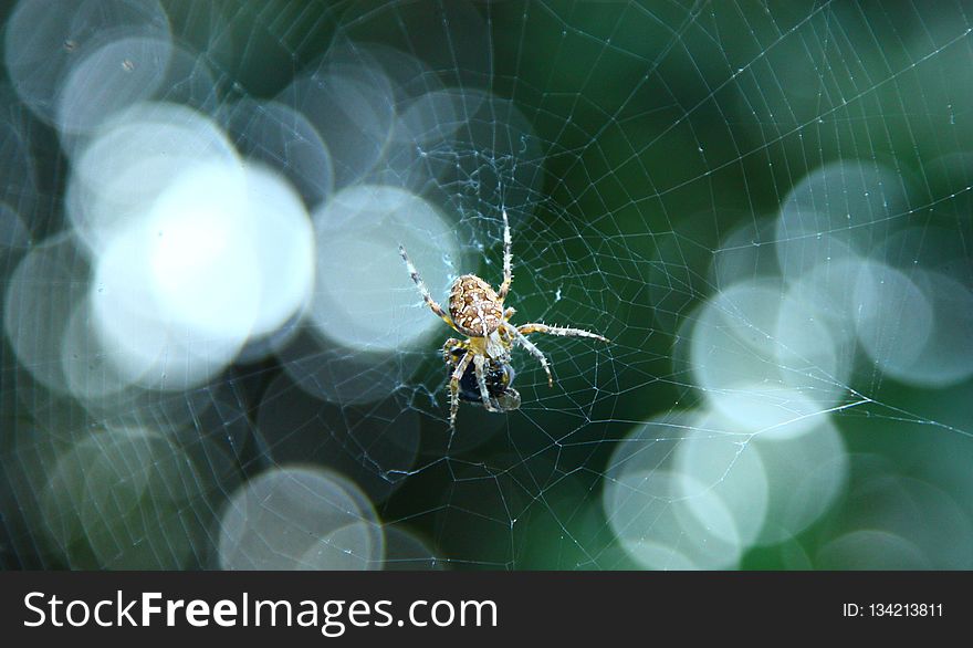 Nature, Invertebrate, Spider Web, Macro Photography